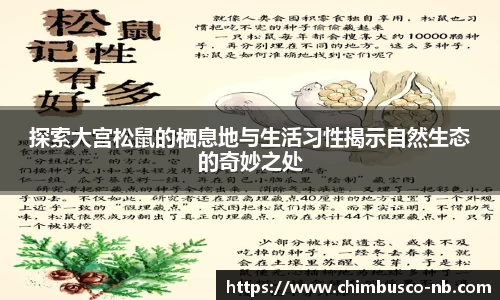 探索大宫松鼠的栖息地与生活习性揭示自然生态的奇妙之处